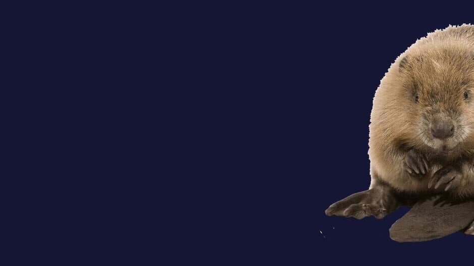 Скриншот 1 из Stroke The Beaver