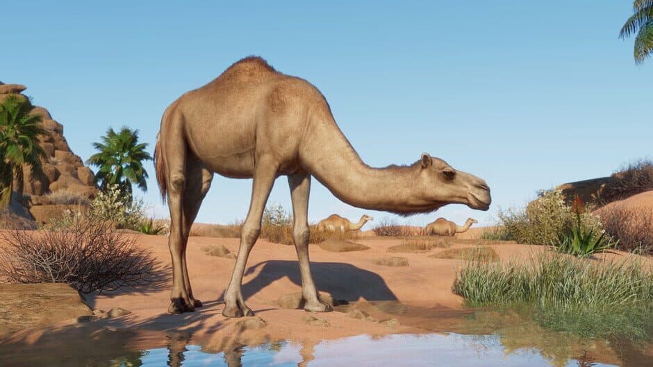 Скриншот 3 из Planet Zoo: Arid Animal Pack