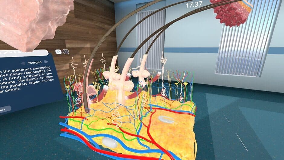 Скриншот 6 из Human Anatomy VR