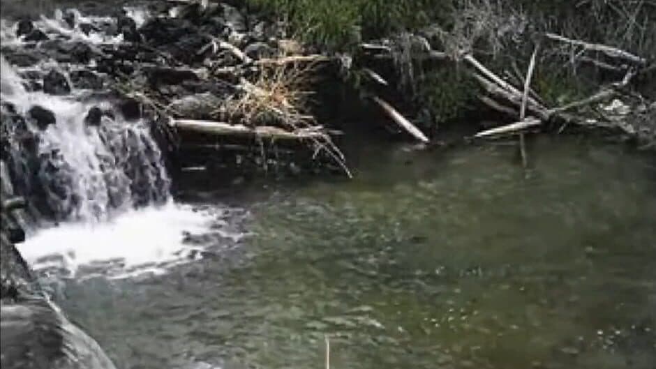 Скриншот 2 из Reel Fishing