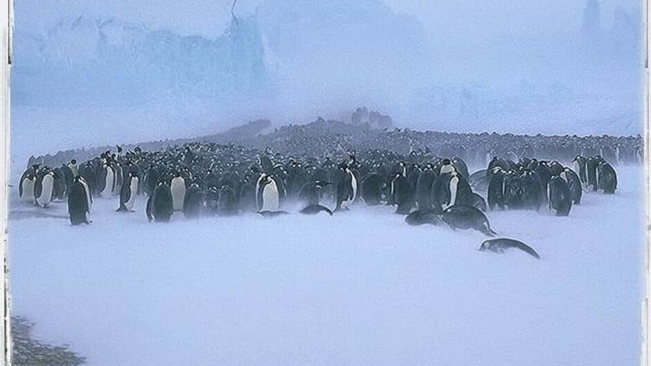 Скриншот 5 из Attenborough's Antarctic: An Exploration of Life in the Freezer
