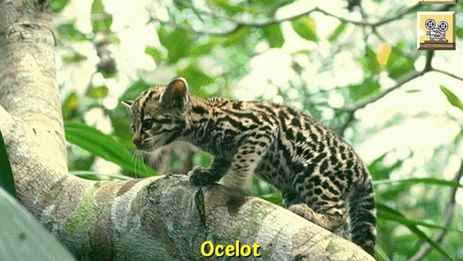 Скриншот 4 из Discovering Endangered Wildlife
