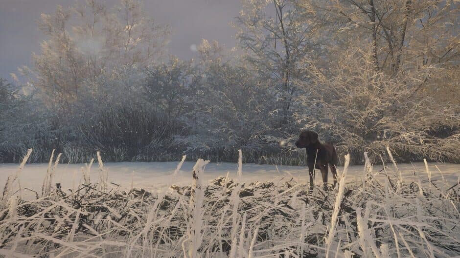 Скриншот 4 из TheHunter: Call of the Wild - Labrador Retriever
