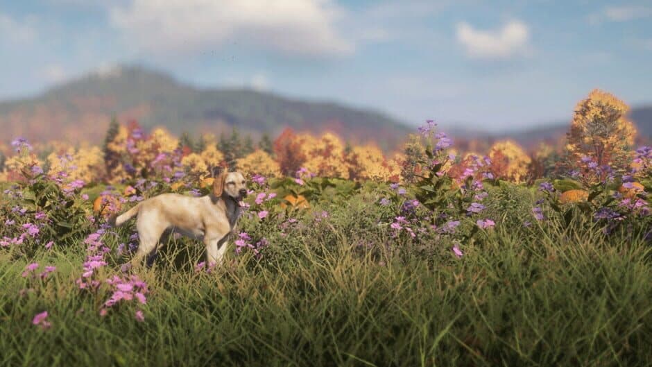 Скриншот 5 из TheHunter: Call of the Wild - Labrador Retriever