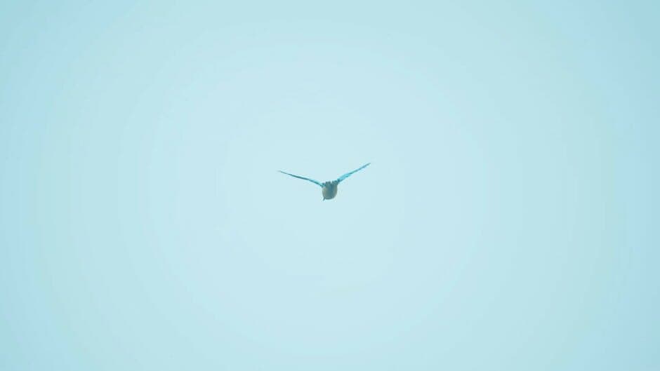 Скриншот 4 из Bird Feather: Aquamarine World
