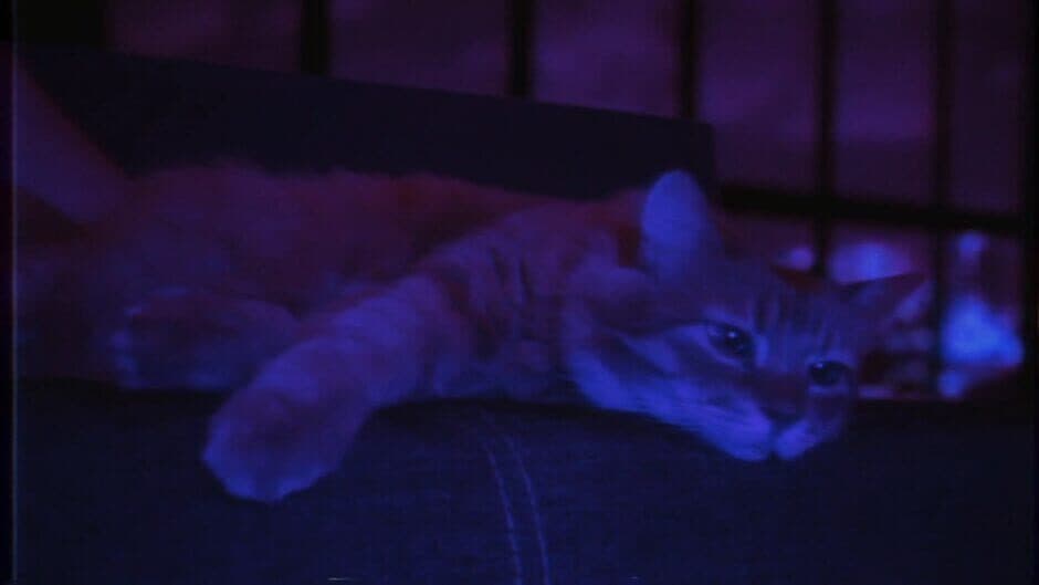 Скриншот 9 из Puss!