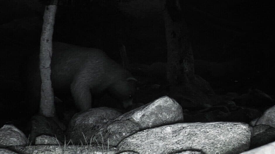 Скриншот 4 из Trailcam