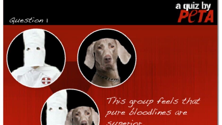 Скриншот 1 из KKK or AKC? A Quiz by PETA