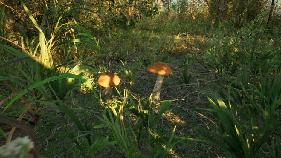 Скриншот 5 из Forest Doesn’t Care