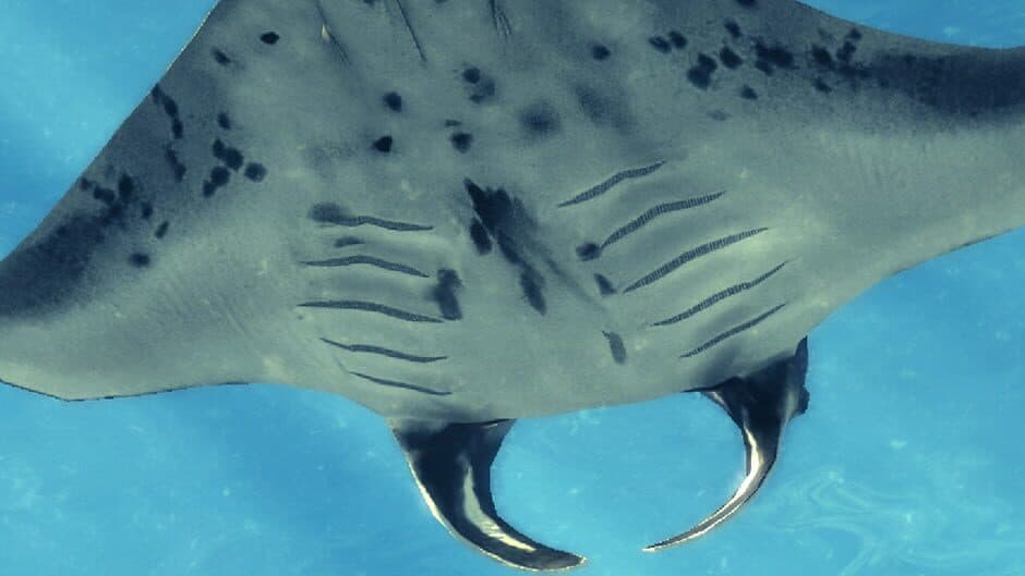Скриншот 5 из Depth Hunter