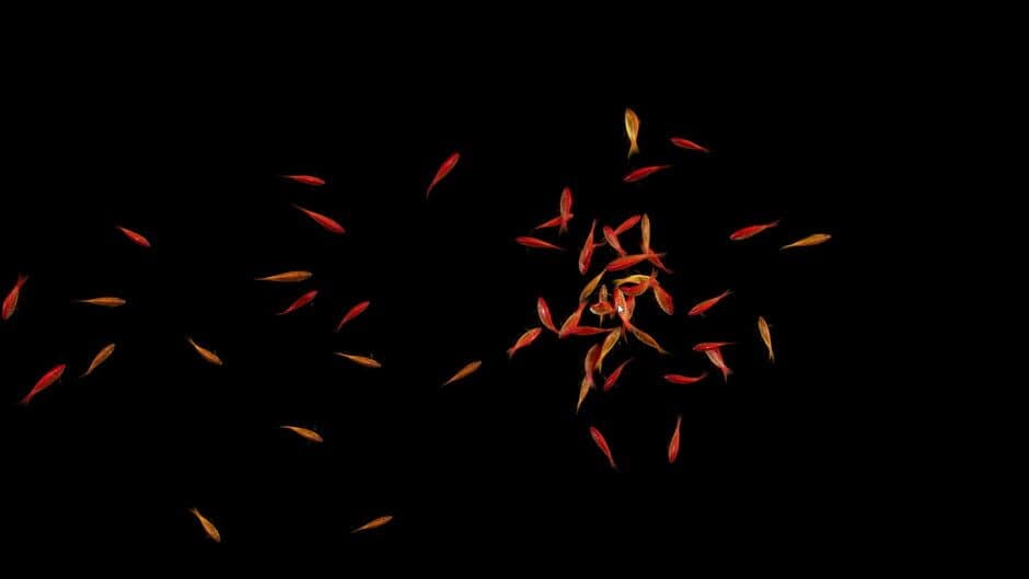 Скриншот 4 из Goldfish Simulator