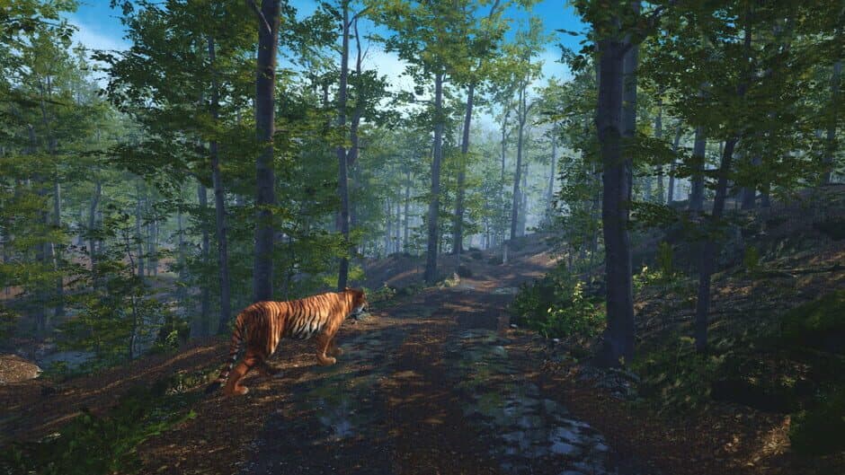 Скриншот 2 из Big Cat Rescue VR